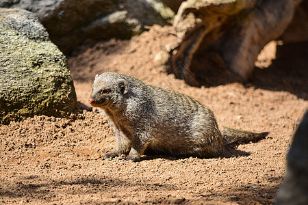 曼戈斯·穆恩戈斯图片素材