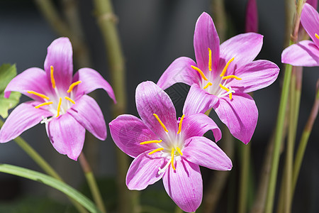 秋叶红花花园草本植物草地紫色植物药品叶子康复植物群图片