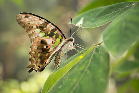 热带蝴蝶的尾巴是绿色Jay石门图片