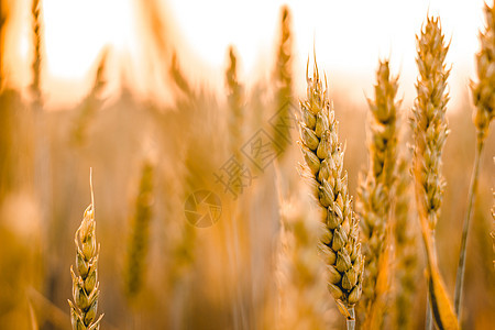 小麦田 金麦的耳朵紧闭 美丽的自然日落景观季节农村场景农业玉米生长农田食物太阳叶子图片