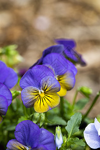 紫色和黄色光合作用花坛植物生长阴影漫射光图片