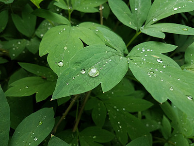 带绿叶和水滴的湿植物图片