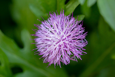 紫色的花 斯皮尔·塞特的花图片