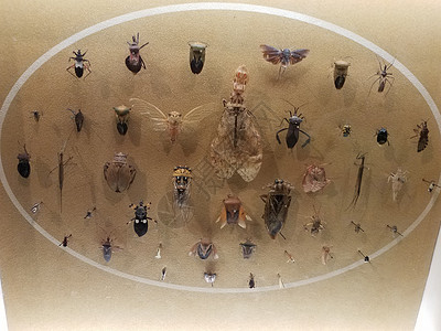 玻璃下面的钉状西卡达和其他昆虫野生动物标本天线昆虫学收藏翅膀陈列柜科学案件甲虫图片