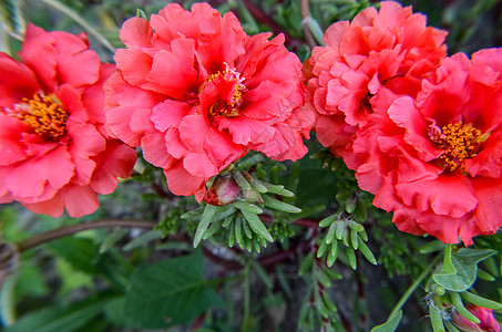 天然日光绿叶背景的粉红和红波月叶花朵季节生长热带花园猪草太阳园艺叶子玫瑰植物群图片