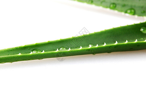 白色背景上的 Aloe Vera植物学草本植物治愈果汁叶子愈合生长护理植物宏观图片