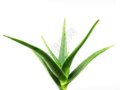 白色背景上的 Aloe Vera化妆品治愈草本植物果汁植物护理药品叶子生长宏观图片