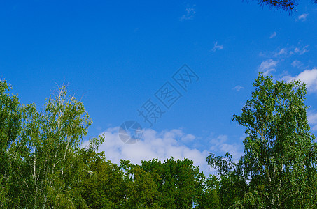 夏季或春季风景森林白色场地草地绿色树木公园木头蓝色树叶图片