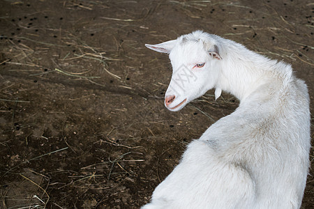 小牛群的繁殖 在围内养白山羊哺乳动物羊毛白色孩子农场家畜羊肉婴儿农业牛奶图片