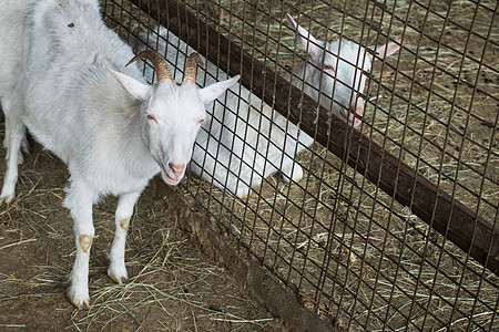 小牛群的繁殖 在围内养白山羊哺乳动物羊肉绿色婴儿白色农业草地鸟舍毛皮羊毛图片
