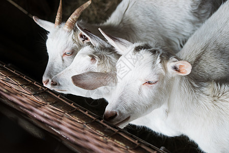 小牛群的繁殖 在围内养白山羊羊毛绿色哺乳动物动物孩子羊肉鸟舍宠物家畜白色图片