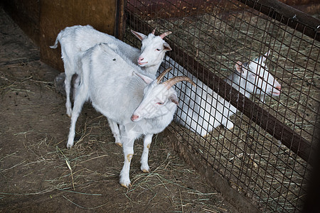 小牛群的繁殖 在围内养白山羊羊毛哺乳动物鸟舍婴儿孩子羊肉绿色家畜白色牛奶图片