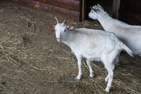 小牛群的繁殖 在围内养白山羊草地农场羊肉婴儿白色哺乳动物牛奶鸟舍毛皮羊毛图片