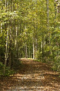 首日秋幕开花树干晴天栖息地林地车道上坡漫射树叶自然光景观图片