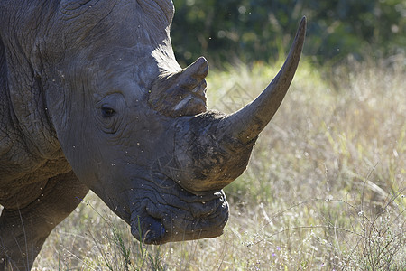 南非White Rhino哺乳动物棕色野生动物角兽食草平原大草原荒野公园游戏图片