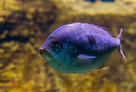 白色萨尔戈海鱼在紧闭中 紫色对天平的生紫色效应 来自大西洋和印度洋的热带鱼类图片