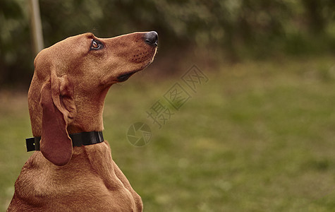 Dachshund 狗狗草地猎犬跑步宠物哺乳动物天空犬类运动动物场地图片