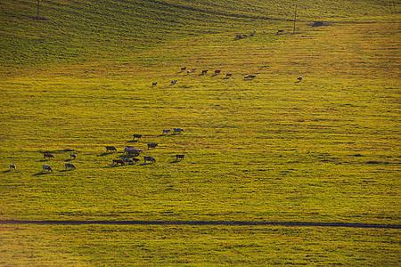 在阳光明媚的夏夜 奶牛农村奶制品农业日落家畜太阳牧场动物库存哺乳动物图片