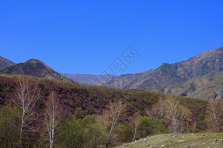 阿尔泰山脉高山和在晴朗的蓝天下肥沃的山谷图片