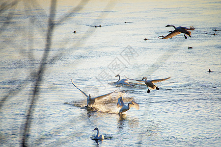 冬河上的天鹅鸟类池塘羽毛野生动物游泳翅膀太阳灰色水禽动物图片