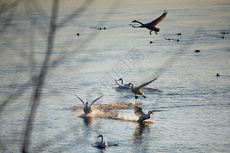 冬河上的天鹅眩光池塘水禽太阳动物白色羽毛蓝色鸟类游泳背景图片