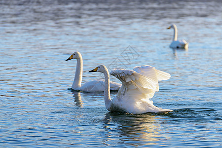 冬河上的天鹅翅膀羽毛野生动物动物白色蓝色水禽太阳灰色水面图片