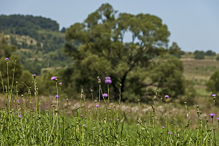 夏日自然景观 绿角 花朵 森林和大白柳树或Salix alba树山 Ihtiman荒野远足阳光日光农村生态土壤晴天木头环境图片