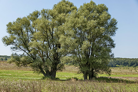 夏日自然景观 绿角 花朵 森林和大白柳树或Salix alba树山 Ihtiman晴天空地土壤天空旅行阳光农村木头远足荒野图片