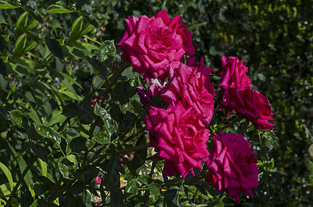 在露天户外花园 索非亚的花朵中花瓣植物玫瑰花束叶子丝绸浪漫明信片公园花园图片