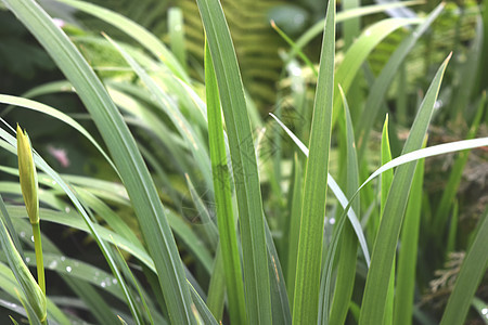 您的设计和需要的植物背景公园叶子场地植物学森林草本植物热带生长花园宏观图片