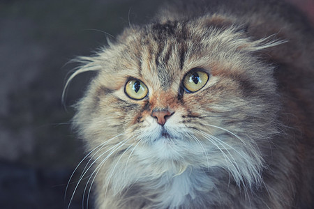 坐在木梯上的毛毛猫友谊猫科乐趣婴儿毛皮朋友哺乳动物爪子虎斑宠物图片