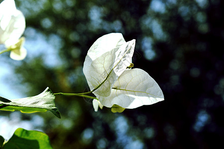 白花花束植物群叶子花瓣植物冥想花园白色图片