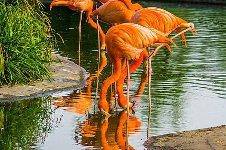 来自美洲的多彩热带鸟类 一起饮用美国火烈鸟群的饮用水背景图片