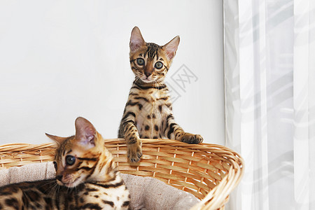 篮子里的小白鸟小猫猫咪婴儿哺乳动物爪子虎斑动物短发猫科蛲虫胡须图片