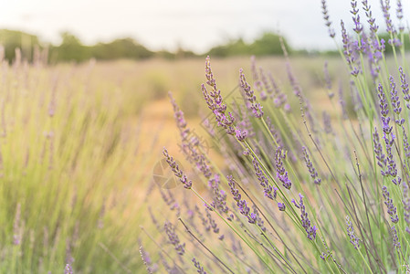 美国得克萨斯州达拉斯附近的有机农庄 暖光全花紫色灌木宏观疗法环境香水荒野生长紫丁香国家农场花园图片