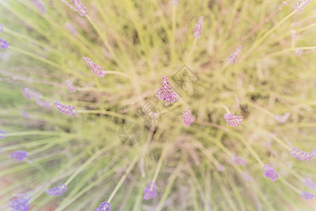 在德克萨斯州达拉斯附近的有机农场 近在眼前的全盛开的熏衣草丛薰衣草花园芳香国家植物衬套荒野墙纸香味紫色图片