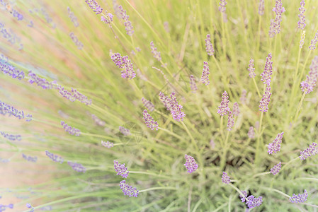 在德克萨斯州达拉斯附近的有机农场 近在眼前的全盛开的熏衣草丛香水场地环境荒野疗法紫丁香植物宏观生长香气图片