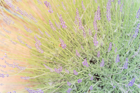 在德克萨斯州达拉斯附近的有机农场 近在眼前的全盛开的熏衣草丛香气薰衣草香水国家紫色植物宏观衬套环境香味图片