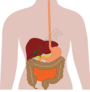 人体的消化器官图片