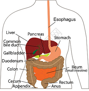 消化系统图表 人体的消化器官图片