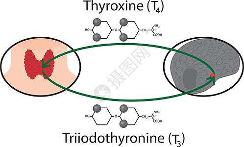 甲状腺功能方案 甲状腺激素的结构化学公式器官插图疾病障碍女士女性原理卫生下丘脑学家图片