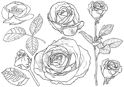 黑色和白色玫瑰绘图 Se图片