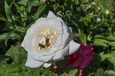 蜜蜂的宏特写 从白玫瑰花中收集花粉图片