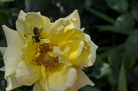 玫瑰花蜜蜂蜜的宏特写 从黄玫瑰花中收集花粉背景
