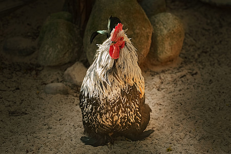家禽养鸡场的Rooster图片