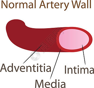 正常动脉壁医学背景图片