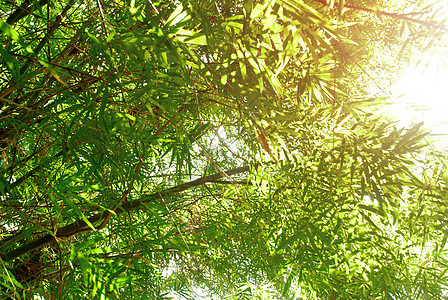 蓝波森林竹子边界横幅背景图片