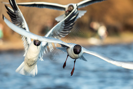 黑白海鸥正在飞翔黄色飞行城市空气航班鸟类胡同野生动物羽毛荒野图片