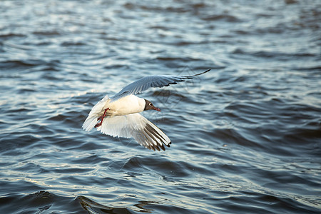水禽海鸥苍蝇和水箱白色天空荒野野生动物红色蓝色灰色黑色自由航班图片