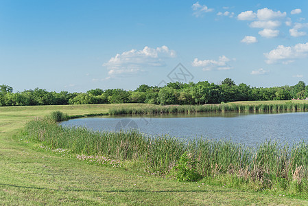 在德克萨斯州达拉斯附近开花的长有和野花的山坡湖公园花园草地景观街道森林湿地风景公园芦苇天空图片